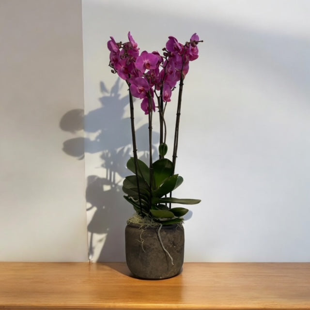 Pianta di Orchidea incluso vaso