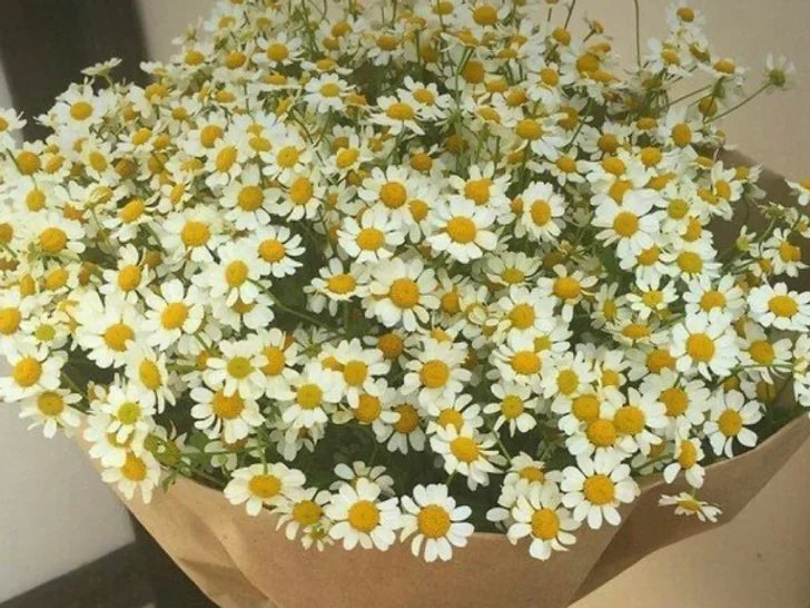 Bouquet primaverile di camomilla delicata