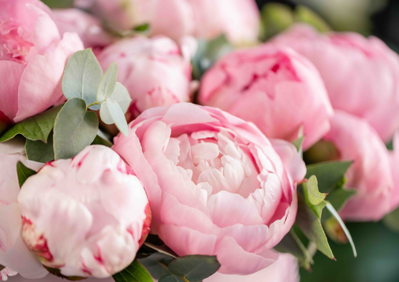 Bouquet di Peonie rosa con eucalipto