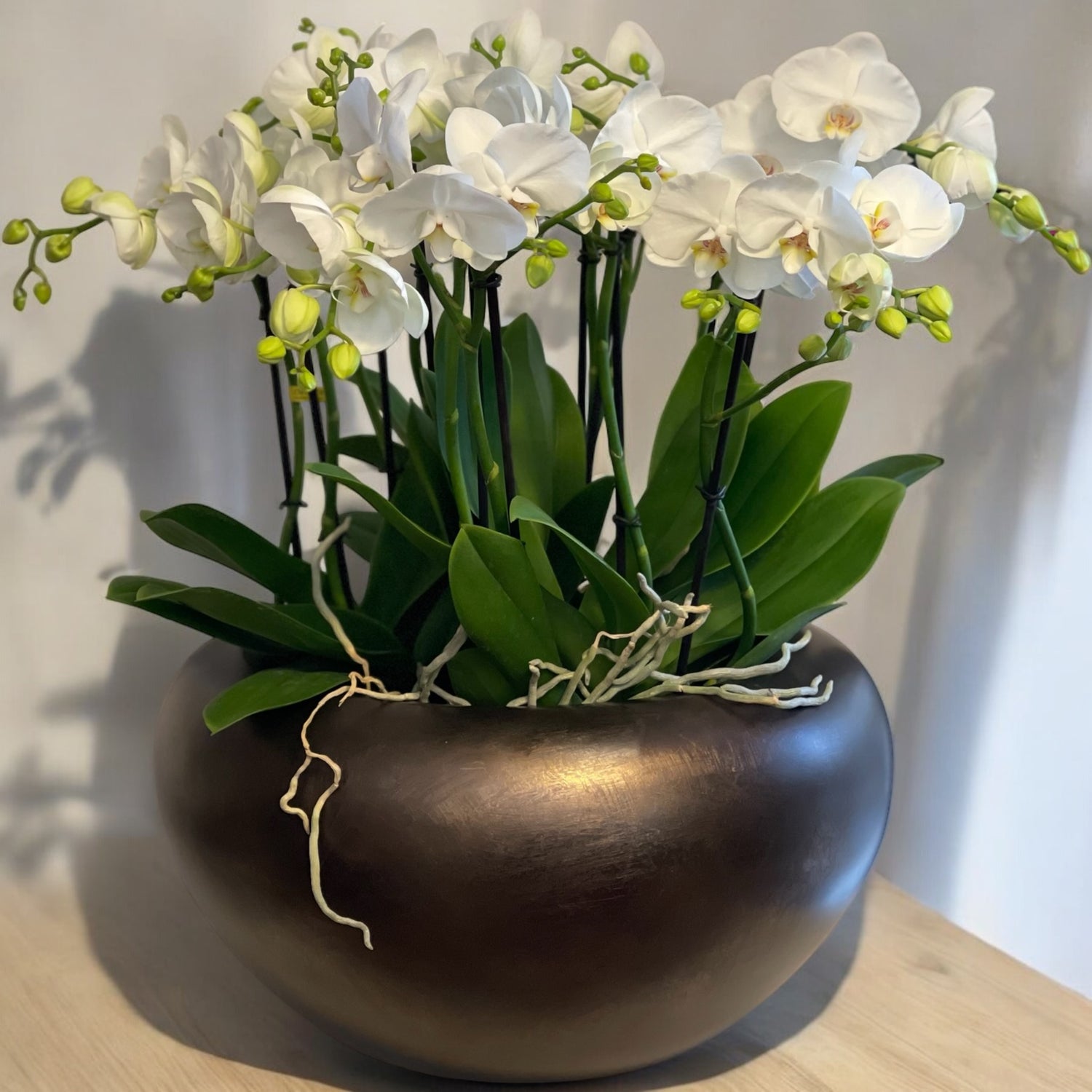 Composizione di piante di orchidee XXL