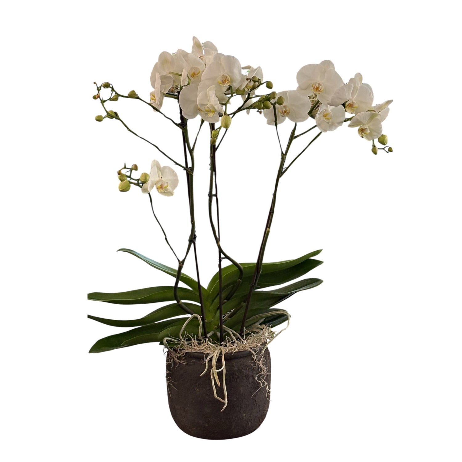 Pianta di orchidea con vaso