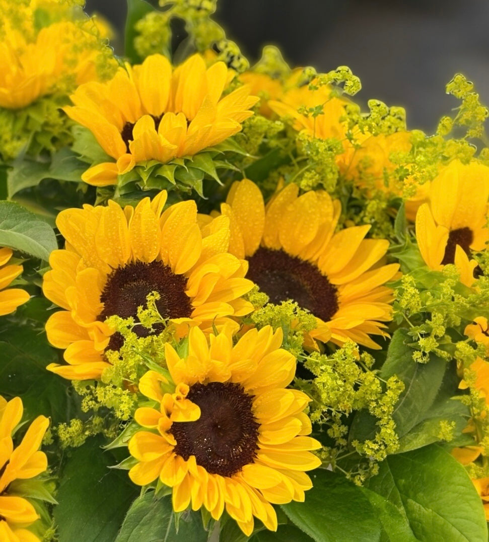 Bouquet di stagione con girasoli e alchemilla