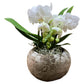 Pianta di orchidea bianca con vaso