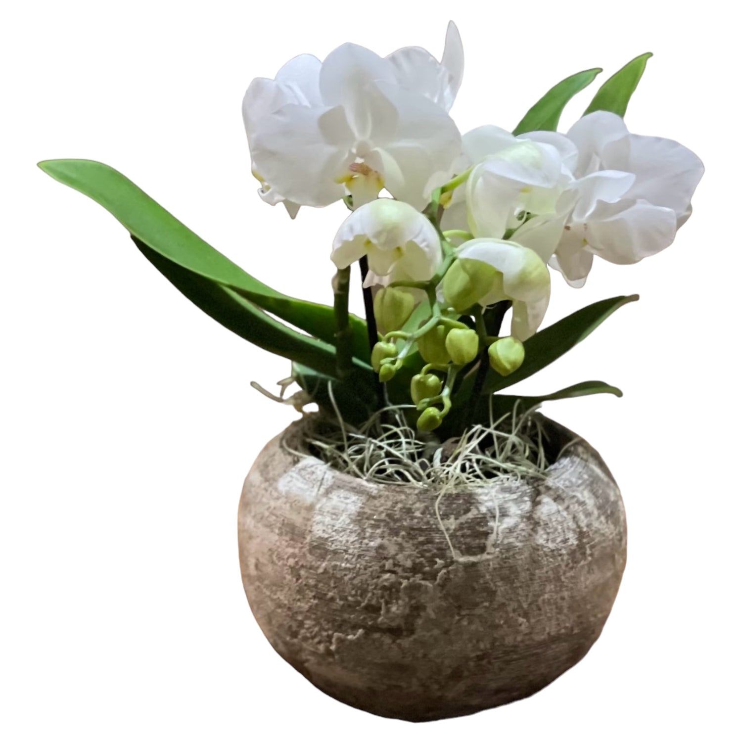 Pianta di orchidea bianca con vaso