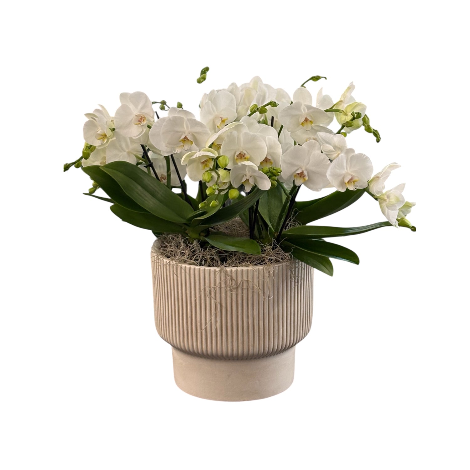 Pianta di orchidee con vaso
