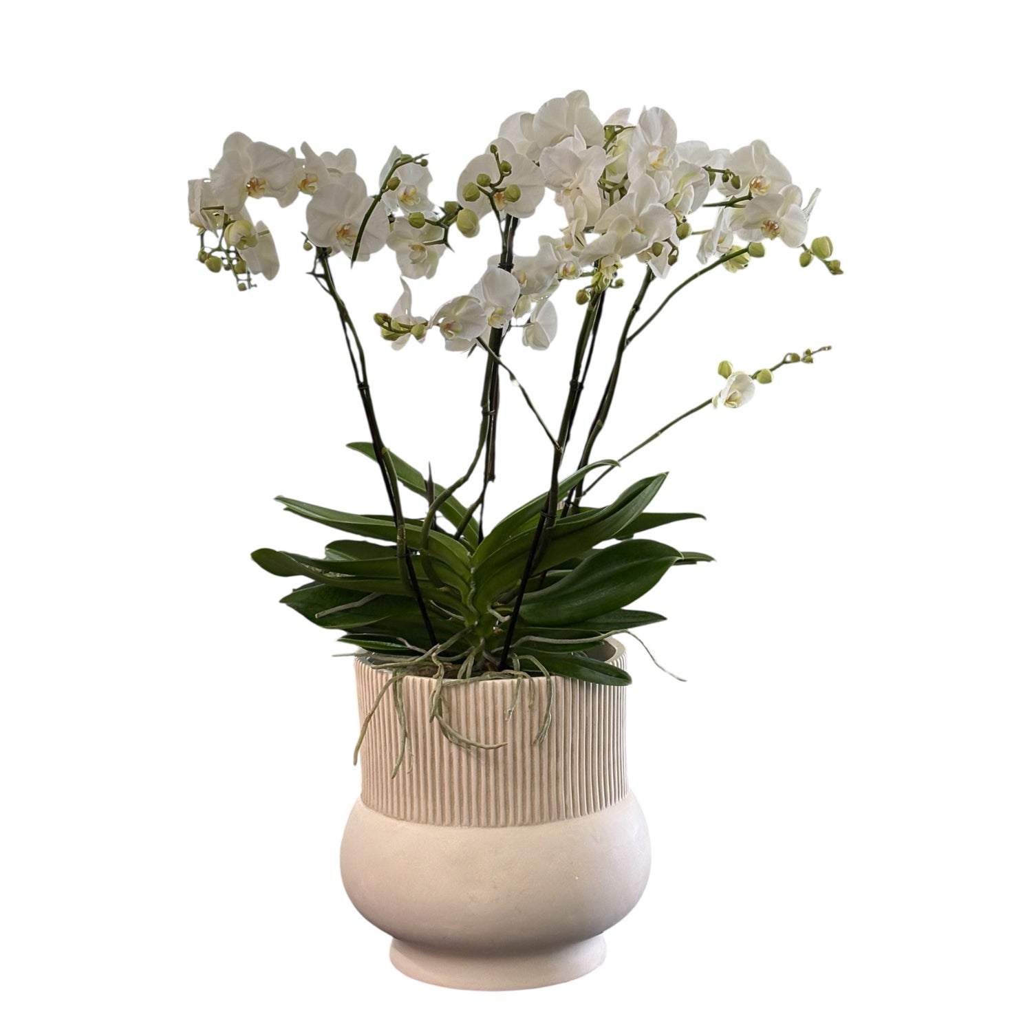 Pianta di orchidea con vaso