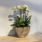 Composizione con pianta di Orchidee bianche e Aglaonema incluso vaso