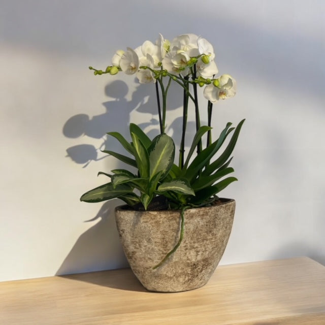 Composizione con pianta di Orchidee bianche e Aglaonema incluso vaso