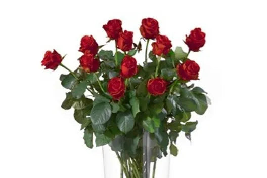 Bouquet di 12 Rose rosse gambo lungo senza verde decorativo