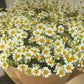 Bouquet di camomilla profumata di Primavera