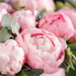 Bouquet di Peonie rosa con eucalipto