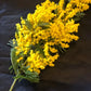 Mimosa per l’8 Marzo: Festa della Donna