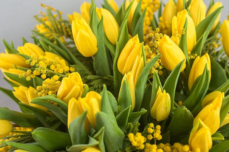 Bouquet di 10 tulipani gialli e mimosa per l’8 Marzo