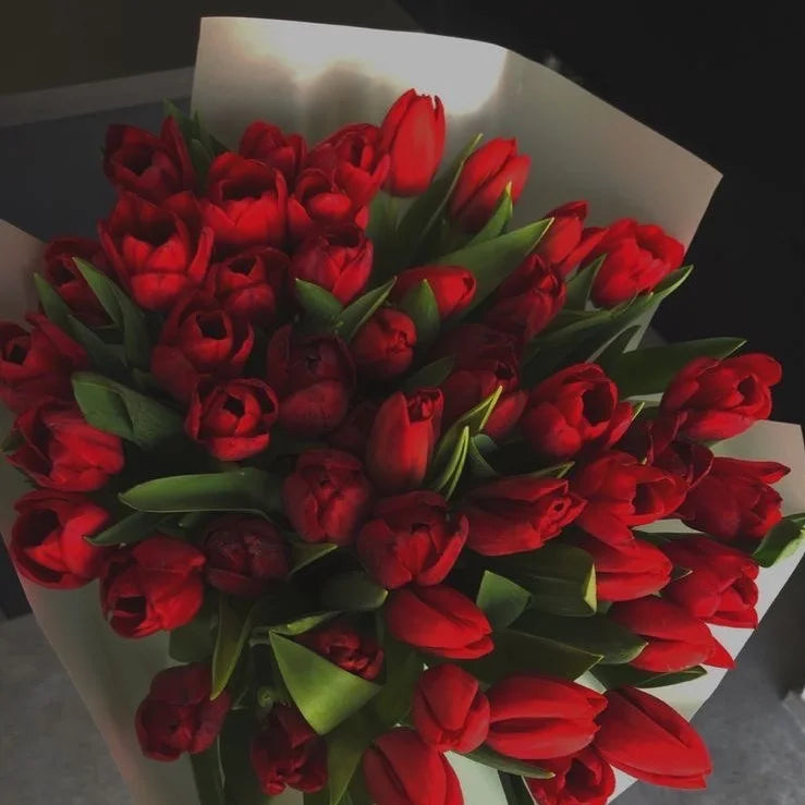 Bouquet di  55 tulipani qualità "superior" Olanda rossi